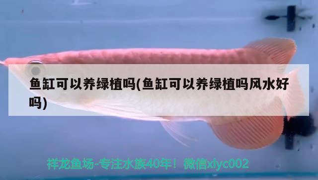 魚缸可以養(yǎng)綠植嗎(魚缸可以養(yǎng)綠植嗎風水好嗎) 魚缸風水