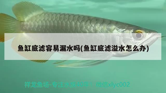 魚缸底濾容易漏水嗎(魚缸底濾溢水怎么辦) 黃金眼鏡蛇雷龍魚