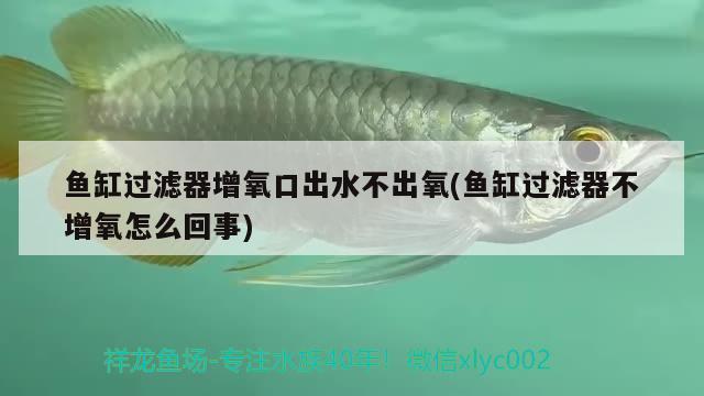 魚缸過濾器增氧口出水不出氧(魚缸過濾器不增氧怎么回事) 赤荔鳳冠魚