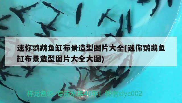 迷你鸚鵡魚缸布景造型圖片大全(迷你鸚鵡魚缸布景造型圖片大全大圖) 鸚鵡魚