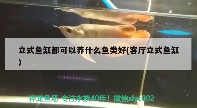 立式魚缸都可以養(yǎng)什么魚類好(客廳立式魚缸)