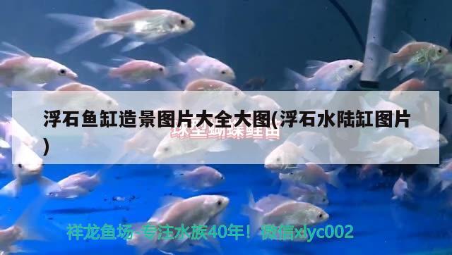 浮石魚缸造景圖片大全大圖(浮石水陸缸圖片)