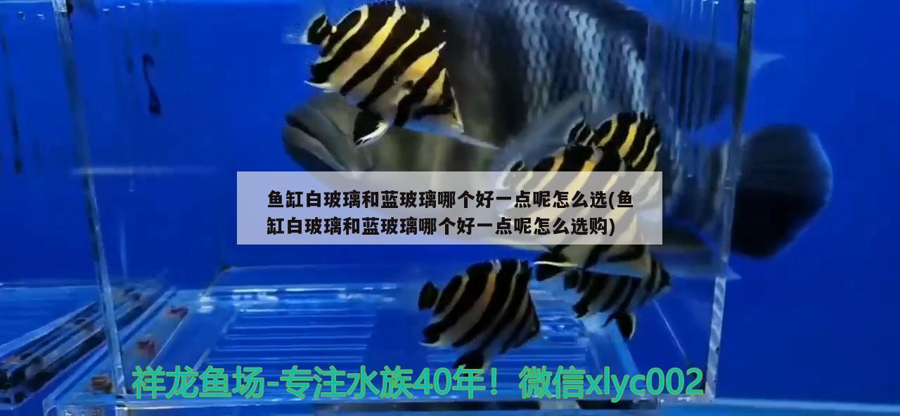 魚(yú)缸白玻璃和藍(lán)玻璃哪個(gè)好一點(diǎn)呢怎么選(魚(yú)缸白玻璃和藍(lán)玻璃哪個(gè)好一點(diǎn)呢怎么選購(gòu))