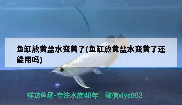 魚缸放黃鹽水變黃了(魚缸放黃鹽水變黃了還能用嗎) 觀賞魚飼料