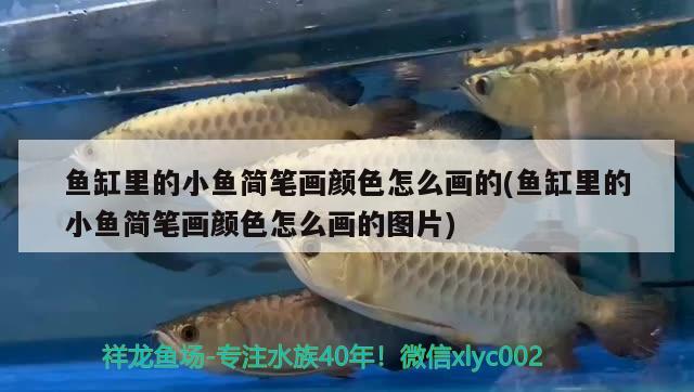 魚缸里的小魚簡筆畫顏色怎么畫的(魚缸里的小魚簡筆畫顏色怎么畫的圖片) 黑帝王魟魚