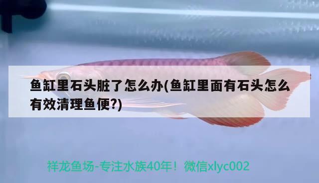 魚缸里石頭臟了怎么辦(魚缸里面有石頭怎么有效清理魚便?) 泰國虎魚（泰虎）