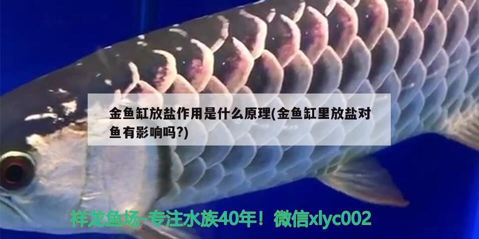 金魚缸放鹽作用是什么原理(金魚缸里放鹽對(duì)魚有影響嗎?) 虎紋銀版魚 第1張