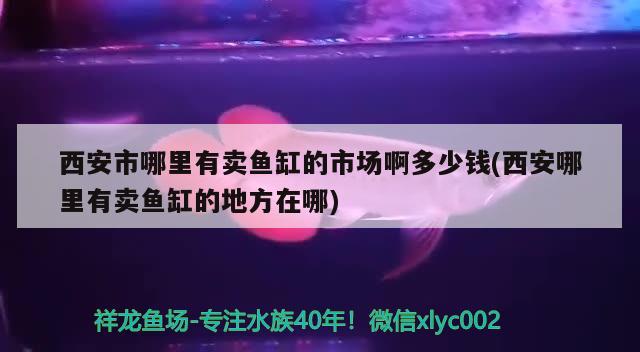 西安市哪里有賣魚(yú)缸的市場(chǎng)啊多少錢(qián)(西安哪里有賣魚(yú)缸的地方在哪)