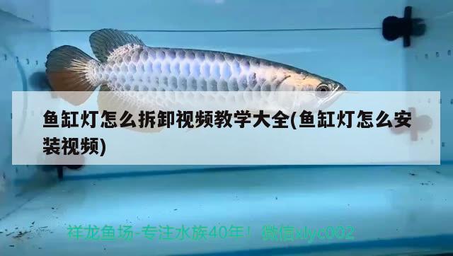 魚缸燈怎么拆卸視頻教學大全(魚缸燈怎么安裝視頻) 粗線銀版魚