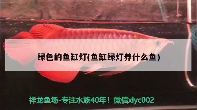 綠色的魚缸燈(魚缸綠燈養(yǎng)什么魚) 非洲象鼻魚