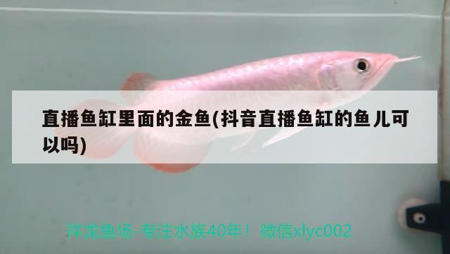 直播魚缸里面的金魚(抖音直播魚缸的魚兒可以嗎)