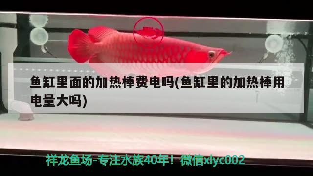 魚缸里面的加熱棒費電嗎(魚缸里的加熱棒用電量大嗎) 硝化細菌