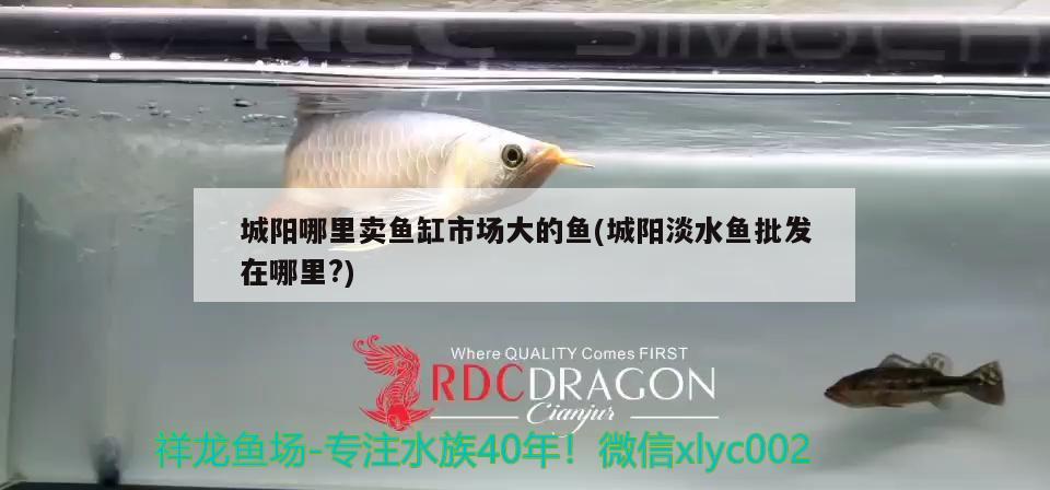 城陽哪里賣魚缸市場(chǎng)大的魚(城陽淡水魚批發(fā)在哪里?)