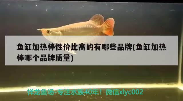 魚缸加熱棒性價比高的有哪些品牌(魚缸加熱棒哪個品牌質量) 魟魚百科