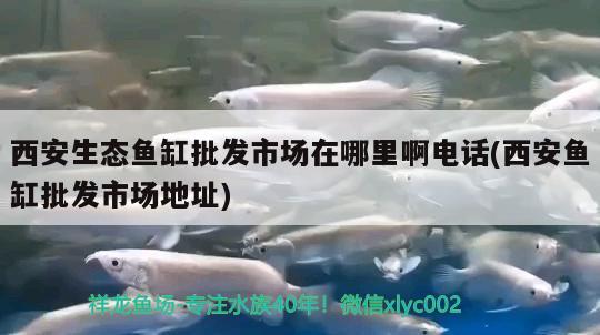 西安生態(tài)魚缸批發(fā)市場在哪里啊電話(西安魚缸批發(fā)市場地址)