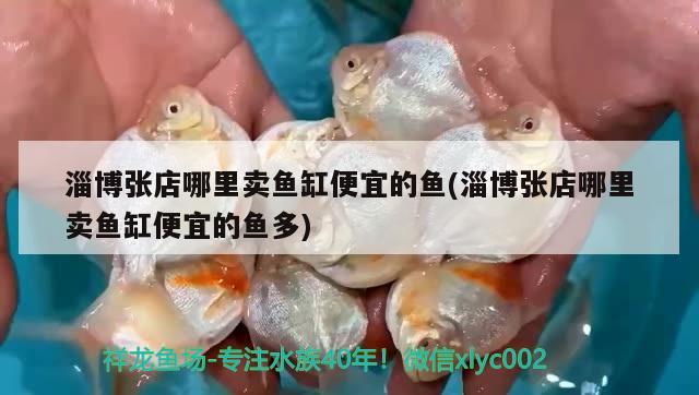 淄博張店哪里賣魚缸便宜的魚(淄博張店哪里賣魚缸便宜的魚多)