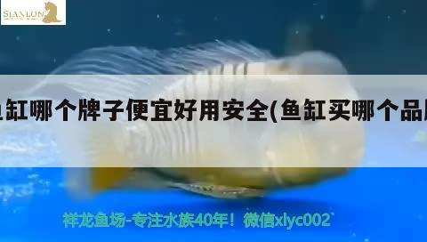 魚(yú)缸哪個(gè)牌子便宜好用安全(魚(yú)缸買(mǎi)哪個(gè)品牌)