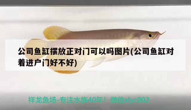 公司魚缸擺放正對門可以嗎圖片(公司魚缸對著進(jìn)戶門好不好)