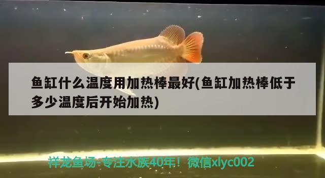 魚缸什么溫度用加熱棒最好(魚缸加熱棒低于多少溫度后開始加熱) 祥龍魚場 第2張