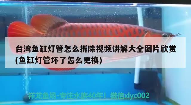 臺(tái)灣魚缸燈管怎么拆除視頻講解大全圖片欣賞(魚缸燈管壞了怎么更換)