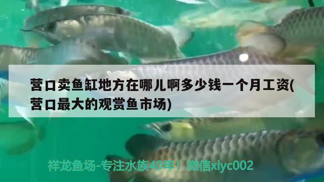 營口賣魚缸地方在哪兒啊多少錢一個月工資(營口最大的觀賞魚市場) 觀賞魚市場（混養(yǎng)魚）