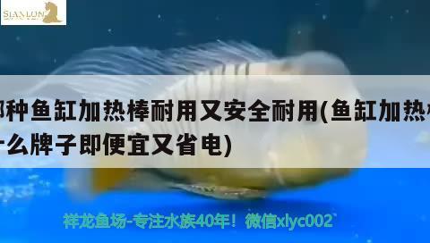 哪種魚(yú)缸加熱棒耐用又安全耐用(魚(yú)缸加熱棒什么牌子即便宜又省電) 水族維護(hù)服務(wù)（上門）