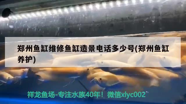 鄭州魚缸維修魚缸造景電話多少號(鄭州魚缸養(yǎng)護)