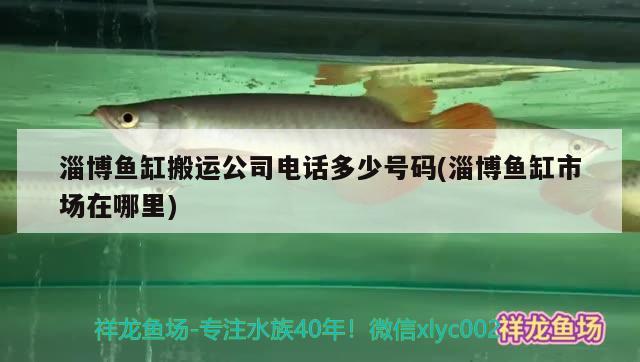 淄博魚缸搬運公司電話多少號碼(淄博魚缸市場在哪里)