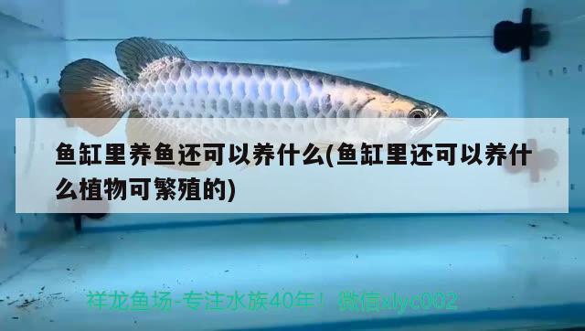 魚缸里養(yǎng)魚還可以養(yǎng)什么(魚缸里還可以養(yǎng)什么植物可繁殖的)