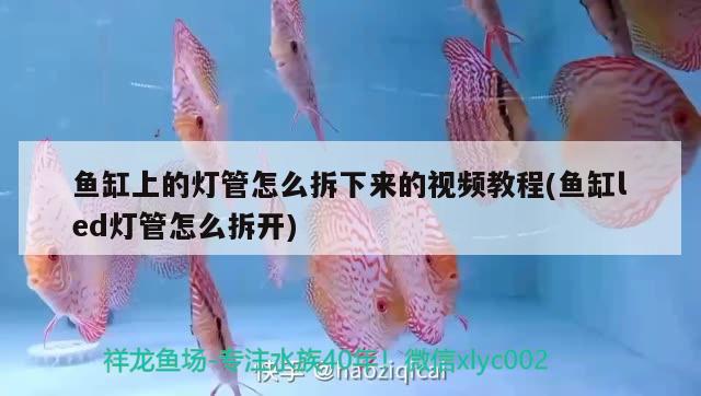 魚(yú)缸上的燈管怎么拆下來(lái)的視頻教程(魚(yú)缸led燈管怎么拆開(kāi))