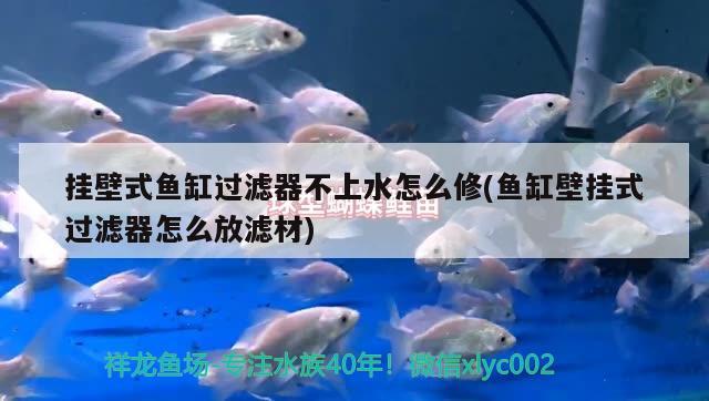 掛壁式魚缸過濾器不上水怎么修(魚缸壁掛式過濾器怎么放濾材) 福滿鉆魚