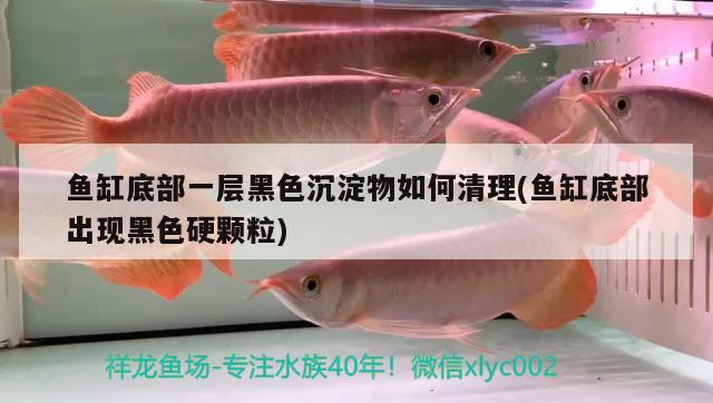 魚(yú)缸底部一層黑色沉淀物如何清理(魚(yú)缸底部出現(xiàn)黑色硬顆粒)