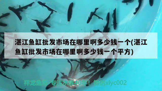 湛江魚缸批發(fā)市場在哪里啊多少錢一個(湛江魚缸批發(fā)市場在哪里啊多少錢一個平方)