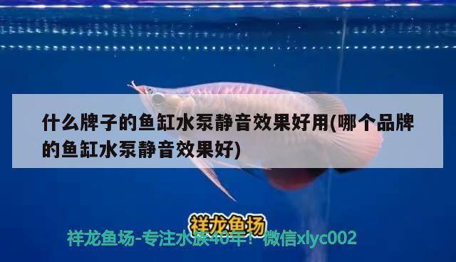 什么牌子的魚缸水泵靜音效果好用(哪個(gè)品牌的魚缸水泵靜音效果好) 魚缸水泵