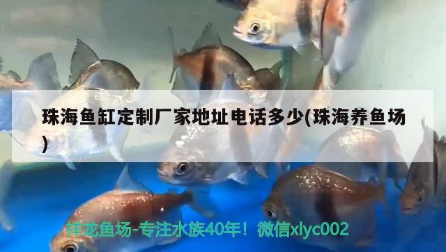 珠海魚缸定制廠家地址電話多少(珠海養(yǎng)魚場) 伊巴卡魚