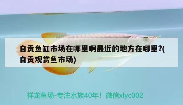 自貢魚缸市場在哪里啊最近的地方在哪里?(自貢觀賞魚市場)