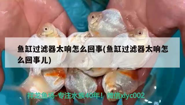 魚(yú)缸過(guò)濾器太響怎么回事(魚(yú)缸過(guò)濾器太響怎么回事兒)