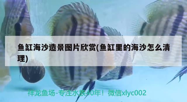 魚缸海沙造景圖片欣賞(魚缸里的海沙怎么清理) 黑帝王魟魚