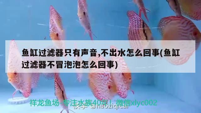 魚缸過濾器只有聲音,不出水怎么回事(魚缸過濾器不冒泡泡怎么回事) 祥龍魚場其他產(chǎn)品