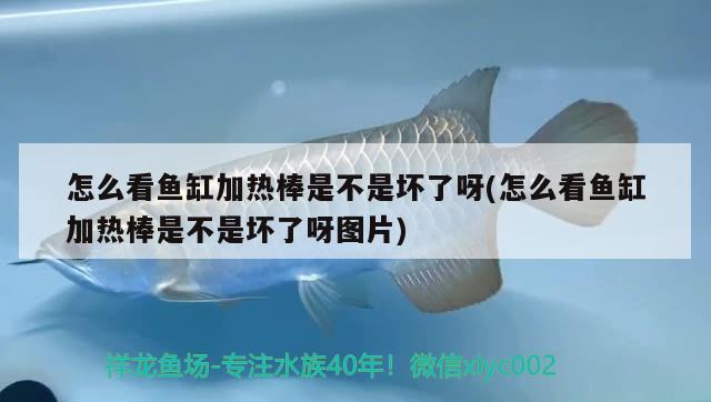 怎么看魚缸加熱棒是不是壞了呀(怎么看魚缸加熱棒是不是壞了呀圖片)