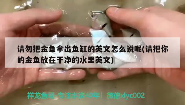 請勿把金魚拿出魚缸的英文怎么說呢(請把你的金魚放在干凈的水里英文)