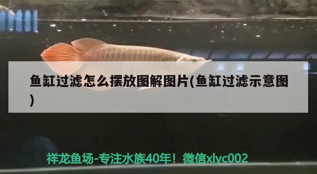 魚缸過濾怎么擺放圖解圖片(魚缸過濾示意圖) 南美異型魚