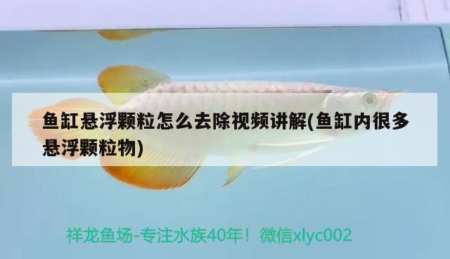 魚缸懸浮顆粒怎么去除視頻講解(魚缸內(nèi)很多懸浮顆粒物) 月光鴨嘴魚