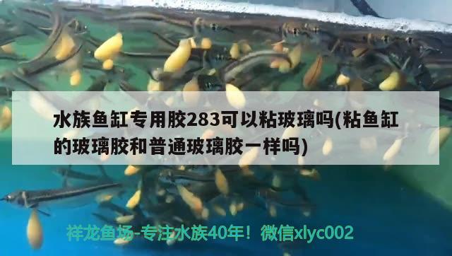 水族魚缸專用膠283可以粘玻璃嗎(粘魚缸的玻璃膠和普通玻璃膠一樣嗎)