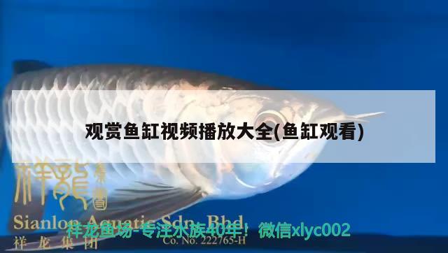 觀賞魚缸視頻播放大全(魚缸觀看) 小型觀賞魚