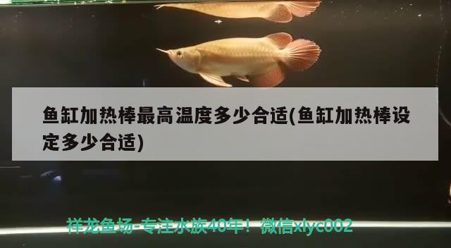 魚缸加熱棒最高溫度多少合適(魚缸加熱棒設(shè)定多少合適) 過(guò)背金龍魚