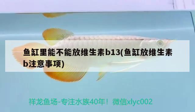 魚缸里能不能放維生素b13(魚缸放維生素b注意事項)