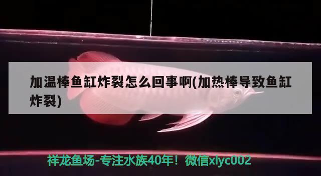 加溫棒魚缸炸裂怎么回事啊(加熱棒導(dǎo)致魚缸炸裂) 一眉道人魚苗