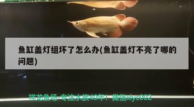 魚缸蓋燈組壞了怎么辦(魚缸蓋燈不亮了哪的問題)