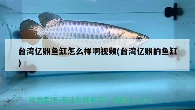 臺灣億鼎魚缸怎么樣啊視頻(臺灣億鼎的魚缸)